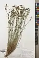 Euphorbia gedrosiaca • فرفیون بلوچستانی