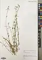Euphorbia gedrosiaca • فرفیون بلوچستانی