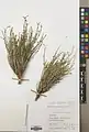 Euphorbia gedrosiaca • فرفیون بلوچستانی