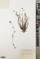 Euphorbia gedrosiaca • فرفیون بلوچستانی