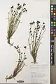 Euphorbia gedrosiaca • فرفیون بلوچستانی