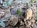 Euphorbia falcata • فرفیون هلالی