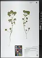 Euphorbia falcata • فرفیون هلالی