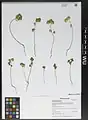 Euphorbia falcata • فرفیون هلالی