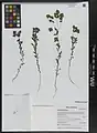 Euphorbia falcata • فرفیون هلالی