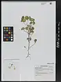 Euphorbia falcata • فرفیون هلالی