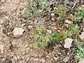 Euphorbia falcata • فرفیون هلالی