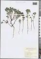 Euphorbia falcata • فرفیون هلالی