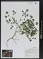 Euphorbia falcata • فرفیون هلالی
