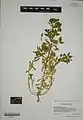 Euphorbia falcata • فرفیون هلالی