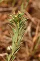Euphorbia falcata • فرفیون هلالی