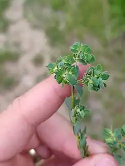 Euphorbia falcata • فرفیون هلالی