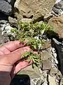 Euphorbia falcata • فرفیون هلالی