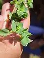 Euphorbia falcata • فرفیون هلالی