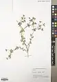 Euphorbia bungei • فرفیون شاهرودی