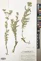 Euphorbia bungei • فرفیون شاهرودی