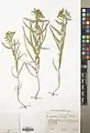Euphorbia bungei • فرفیون شاهرودی
