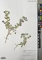 Euphorbia bungei • فرفیون شاهرودی