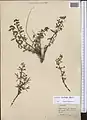 Euphorbia buhsei • فرفیون گردنه بشم