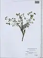 Euphorbia buhsei • فرفیون گردنه بشم