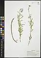 Euphorbia buhsei • فرفیون گردنه بشم