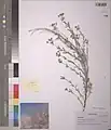 Euphorbia buhsei • فرفیون گردنه بشم