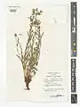 Euphorbia buhsei • فرفیون گردنه بشم
