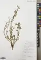 Euphorbia buhsei • فرفیون گردنه بشم