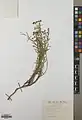 Euphorbia buhsei • فرفیون گردنه بشم