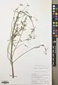 Euphorbia buhsei • فرفیون گردنه بشم