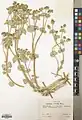 Euphorbia connata • فرفیون بیابانی