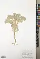 Euphorbia connata • فرفیون بیابانی