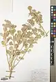 Euphorbia connata • فرفیون بیابانی