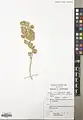 Euphorbia connata • فرفیون بیابانی