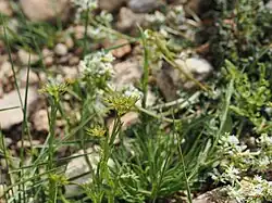 Euphorbia exigua • فرفیون کوچک