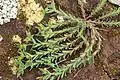 Euphorbia exigua • فرفیون کوچک