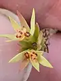 Euphorbia exigua • فرفیون کوچک