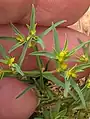 Euphorbia exigua • فرفیون کوچک