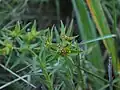 Euphorbia exigua • فرفیون کوچک