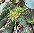 Euphorbia exigua • فرفیون کوچک