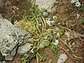 Euphorbia exigua • فرفیون کوچک