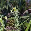 Euphorbia exigua • فرفیون کوچک