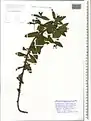 Euphorbia condylocarpa • فرفیون ساقه آغوش