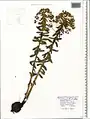 Euphorbia condylocarpa • فرفیون ساقه آغوش