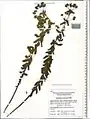 Euphorbia condylocarpa • فرفیون ساقه آغوش
