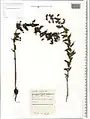 Euphorbia condylocarpa • فرفیون ساقه آغوش