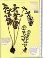 Euphorbia condylocarpa • فرفیون ساقه آغوش