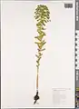 Euphorbia condylocarpa • فرفیون ساقه آغوش