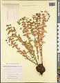 Euphorbia condylocarpa • فرفیون ساقه آغوش
