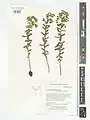 Euphorbia condylocarpa • فرفیون ساقه آغوش